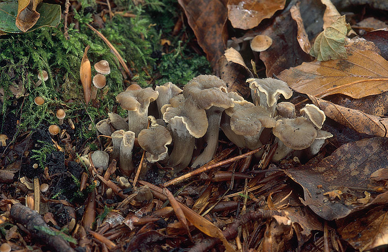 Pseudocraterellus undulatus